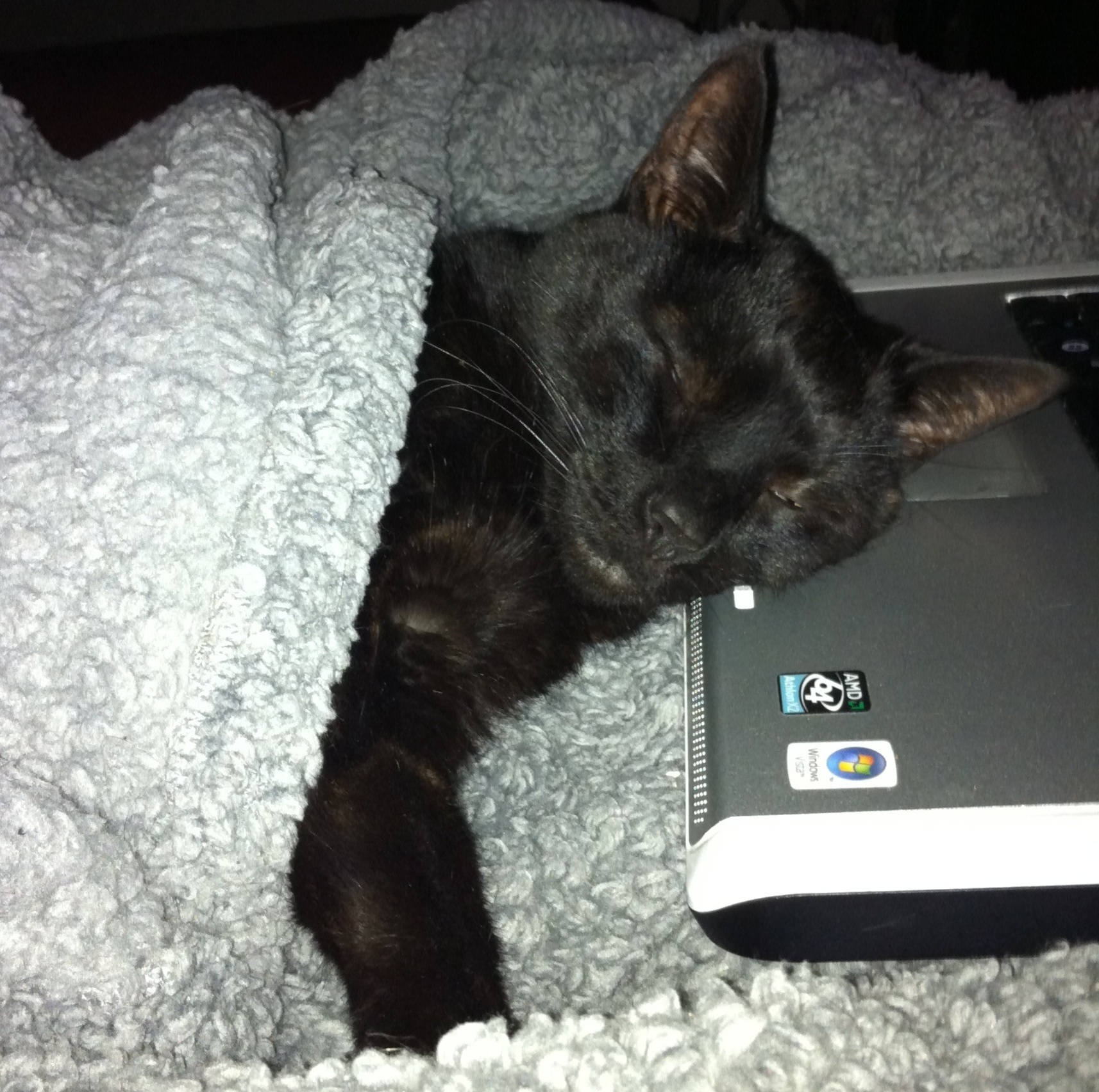 Pickle The Coding Kitty