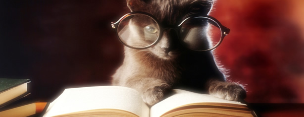 More Vendors Define Their SDN Strategy Cat Reading News